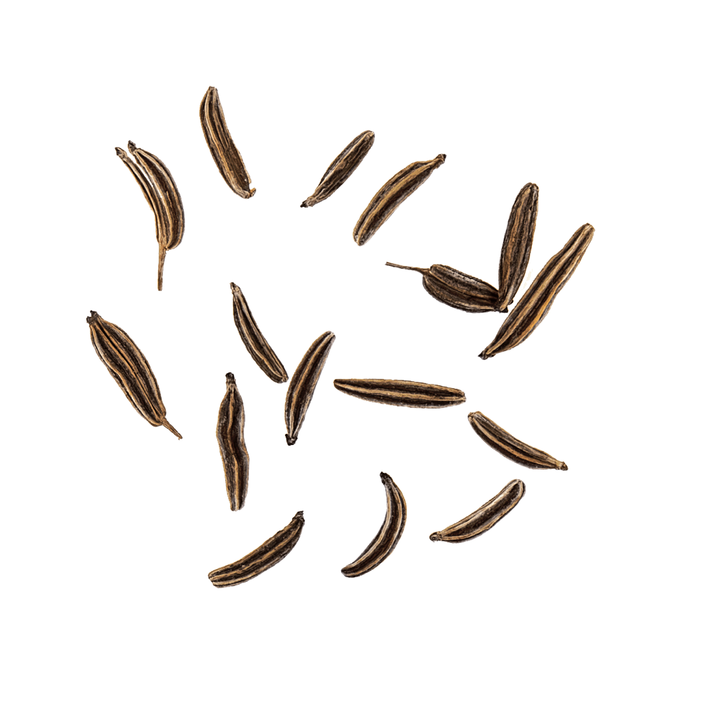 fliegender Kümmel