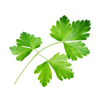fliegendes Petersilienblatt