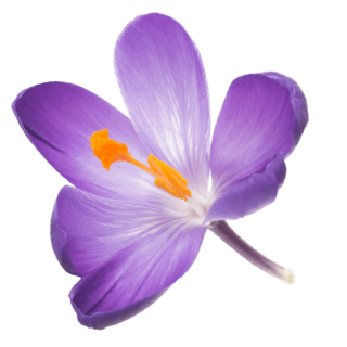 schwebende Safranblüte
