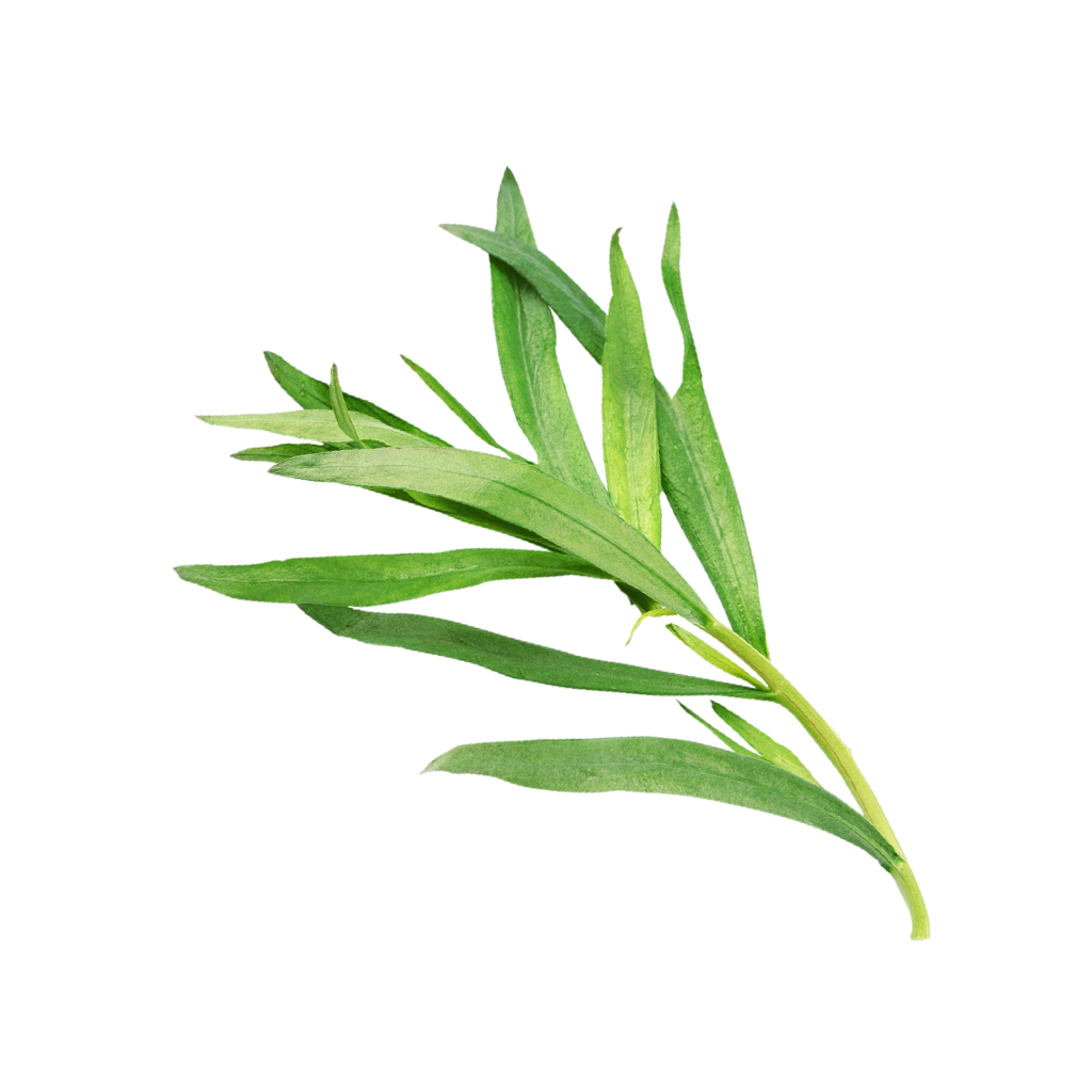 Estragonzweig