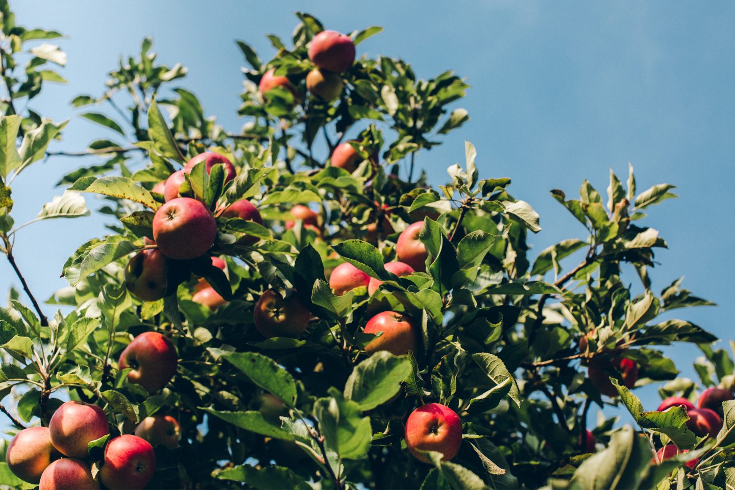 Apfelbaum