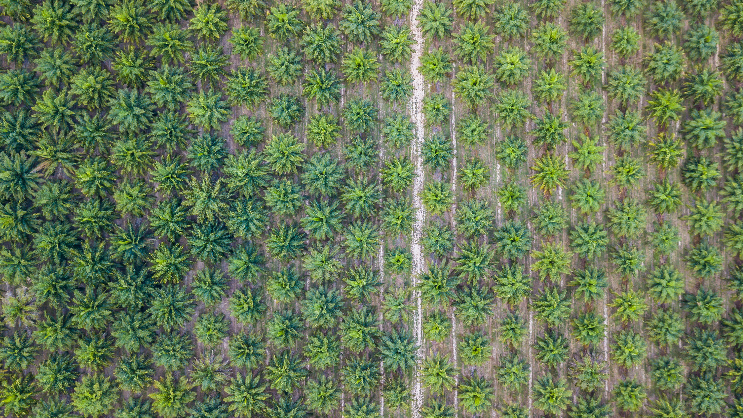 Palmoel Title